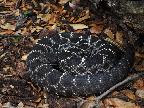 Arizona Black Rattlesnake