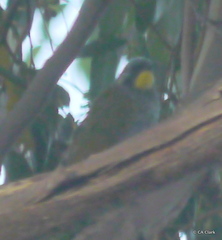 Nesoptilotis flavicollis