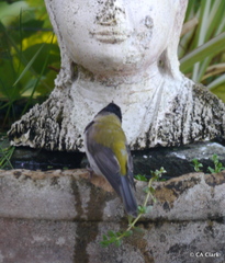 Melithreptus affinis