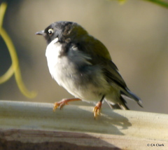 Melithreptus affinis