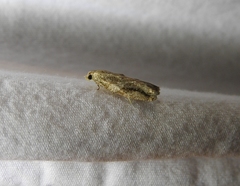 Proteoteras crescentana