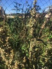 Rumex crispus