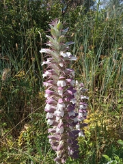 Acanthus spinosus