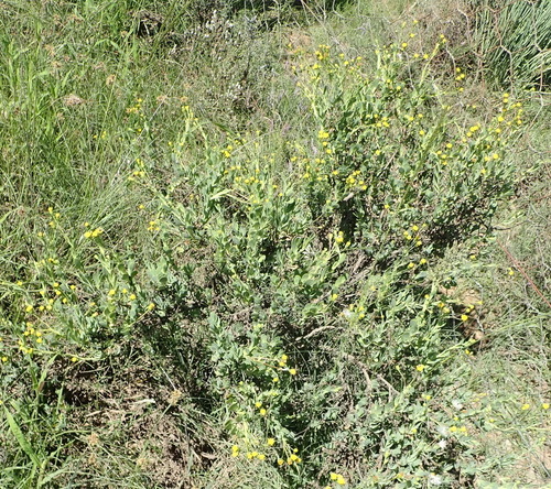 Image of Hertia kraussii by (c) Nicola van Berkel, some rights reserved (CC BY-SA)