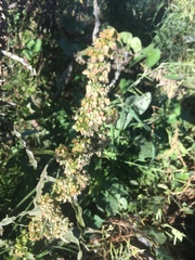 Rumex crispus
