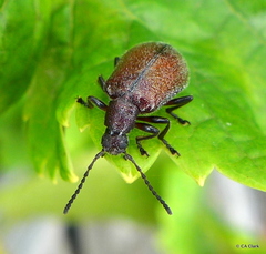 Ecnolagria rufescens