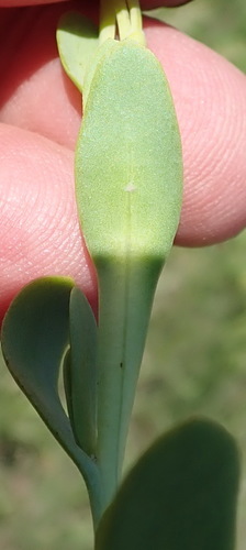 Image of Hertia kraussii by (c) Nicola van Berkel, some rights reserved (CC BY-SA)
