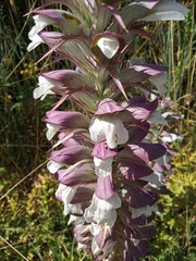Acanthus spinosus