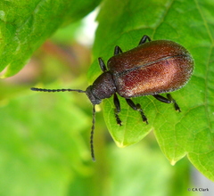 Ecnolagria rufescens