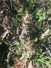Rumex crispus