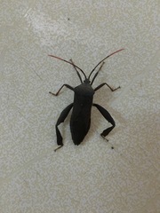 Pseudomictis distinctus