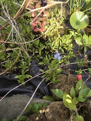 Myosotis