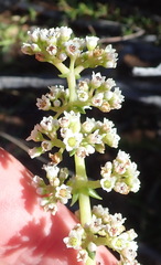 Crassula capitella capitella