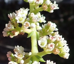 Crassula capitella capitella