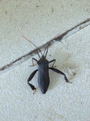 Pseudomictis distinctus