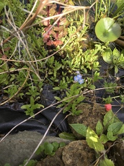 Myosotis