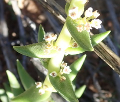 Crassula capitella capitella