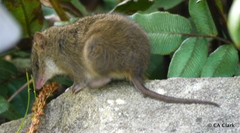 Antechinus minimus