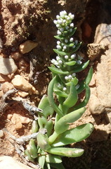 Crassula capitella capitella