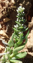 Crassula capitella capitella