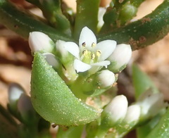 Crassula capitella capitella