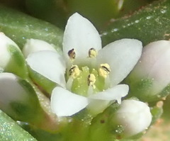 Crassula capitella capitella