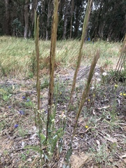 Turritis glabra