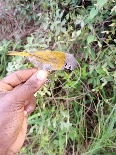 iNaturalist image