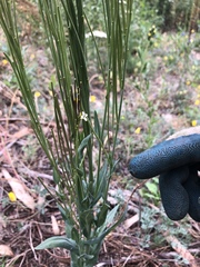 Turritis glabra