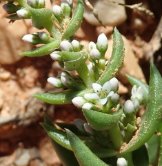 Crassula capitella capitella