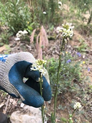 Turritis glabra
