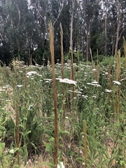 Turritis glabra