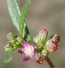 Gisekia pharnaceoides