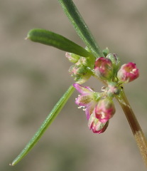 Gisekia pharnaceoides