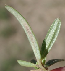 Gisekia pharnaceoides