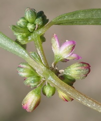 Gisekia pharnaceoides