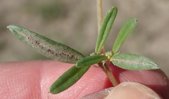 Gisekia pharnaceoides