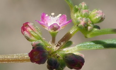 Gisekia pharnaceoides