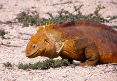 Common Land Iguana photo 3