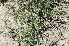 Gisekia pharnaceoides