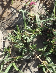 Gisekia pharnaceoides