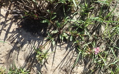 Gisekia pharnaceoides