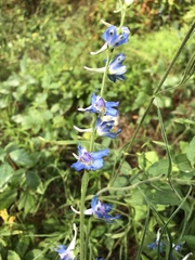 Delphinium carolinianum