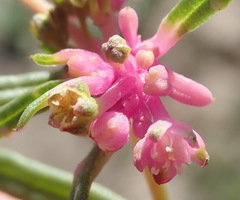 Gisekia pharnaceoides