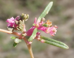 Gisekia pharnaceoides