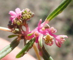 Gisekia pharnaceoides