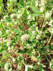 Trifolium striatum