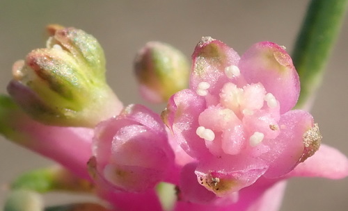 Gisekia pharnaceoides (Gisekia pharnaceoides)