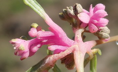 Gisekia pharnaceoides