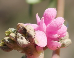 Gisekia pharnaceoides